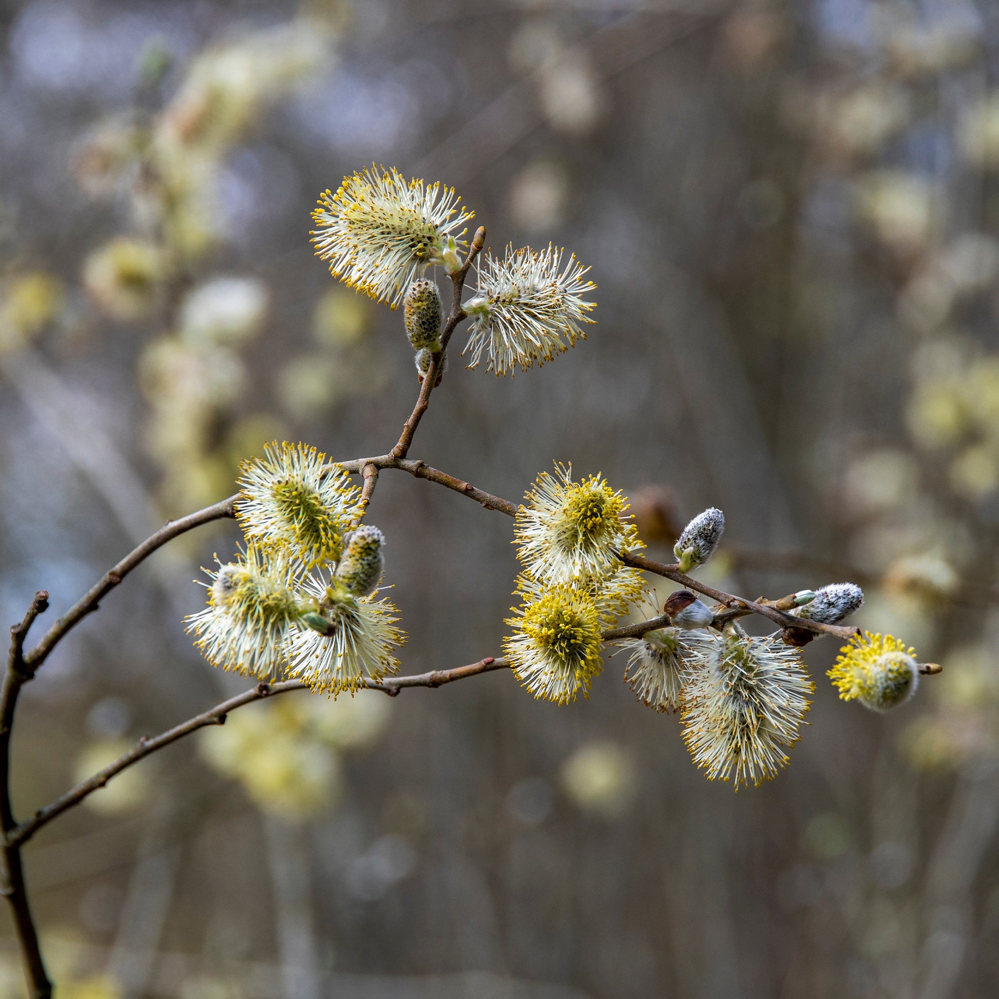 Kriechweide 'Iona' - Salix repens 'Iona' tige 40 - Bakker