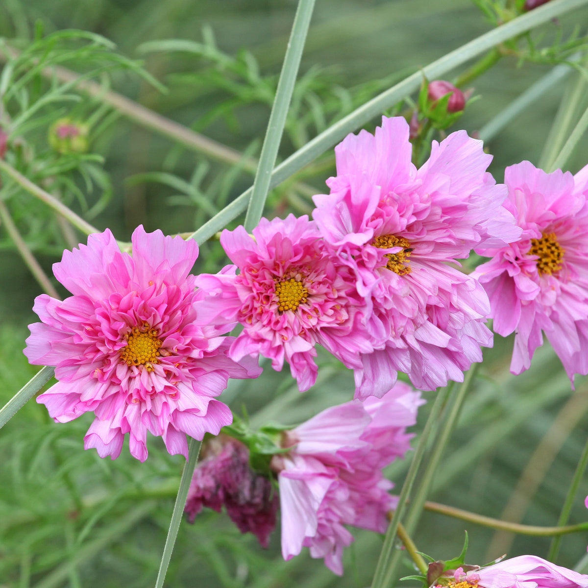 Schmuckkörbchen  'Double Dutch Rose' - Bakker