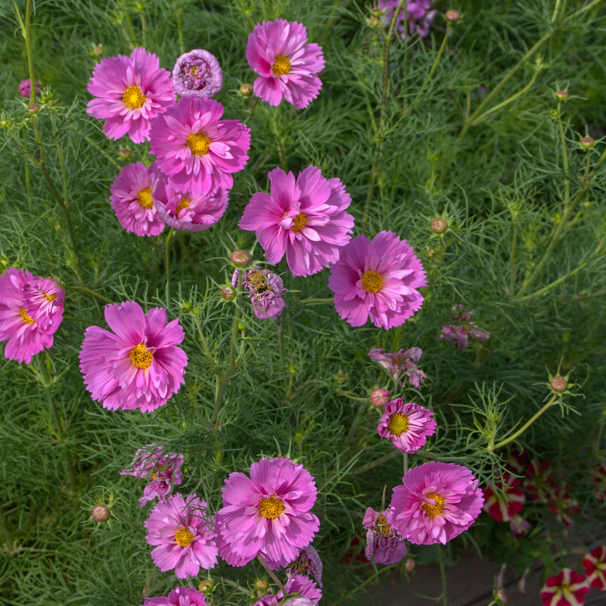 Schmuckkörbchen  'Double Dutch Rose' - Cosmos bipinnatus 'Double Dutch Rose' - Bakker