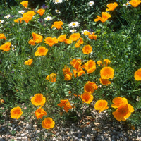 Kalifornischer Goldmohn - Eschscholzia californica 'Aurantiaca' - Bakker