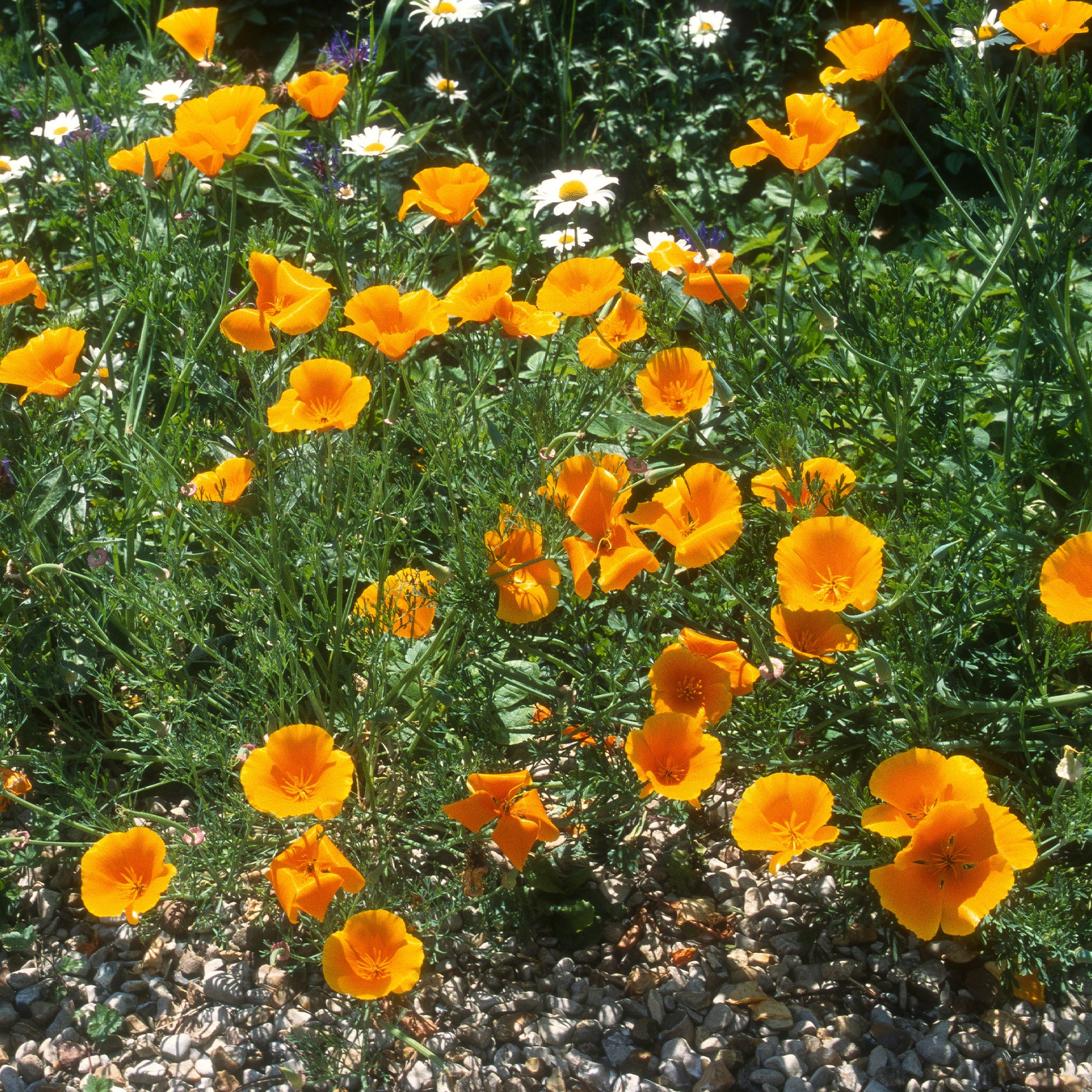 Kalifornischer Goldmohn - Eschscholzia californica 'Aurantiaca' - Bakker