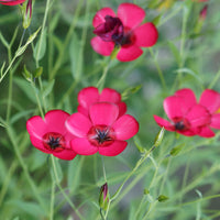 Roter Lein - Linum grandiflorum 'Rubrum' - Bakker