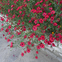 Linum grandiflorum 'Rubrum' - Roter Lein - Samen für einjährige Blumen