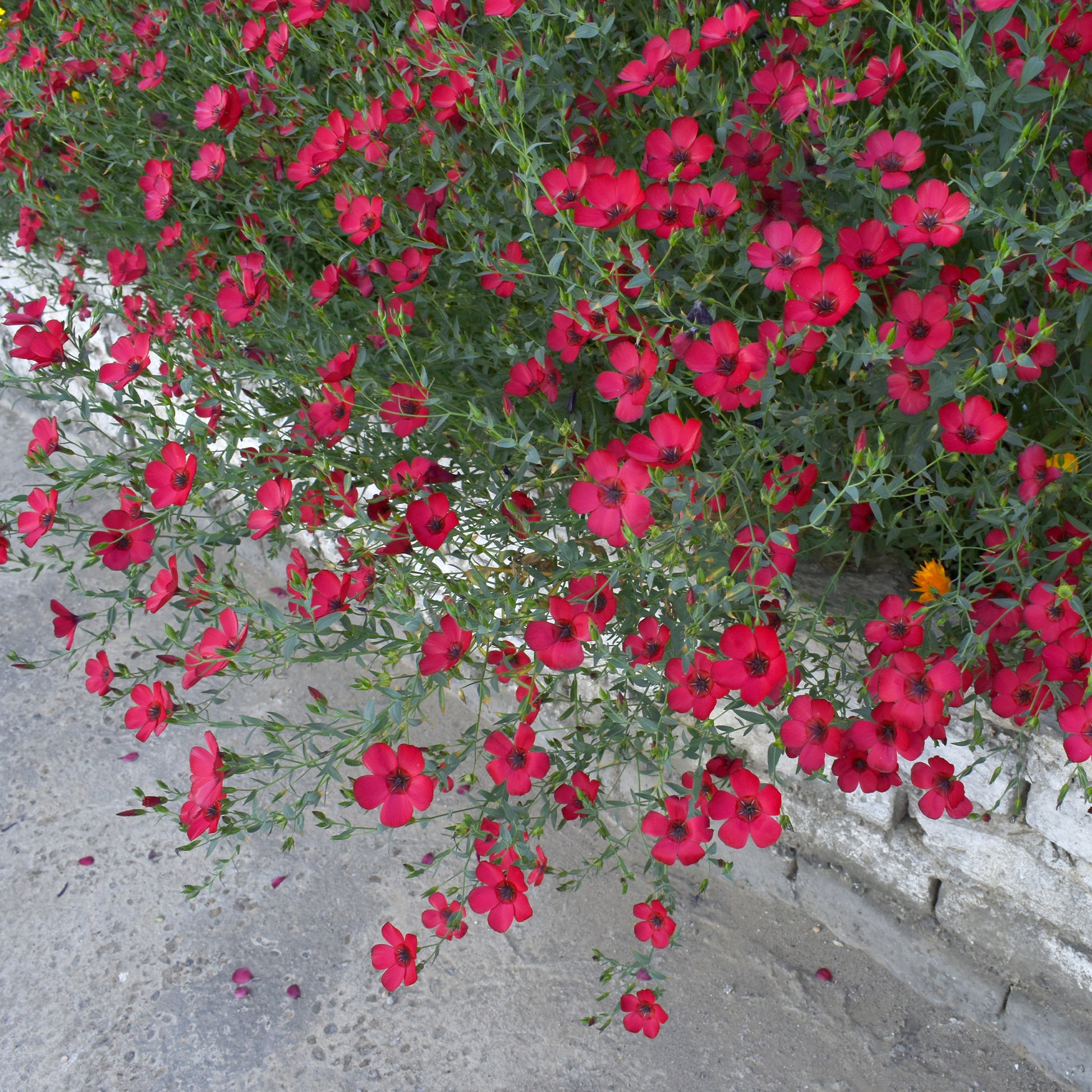 Linum grandiflorum 'Rubrum' - Roter Lein - Samen für einjährige Blumen