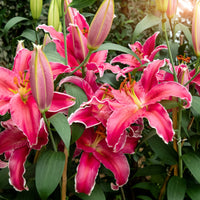Lillium Gomera - Lilie Gomera - Lilien-Zwiebeln