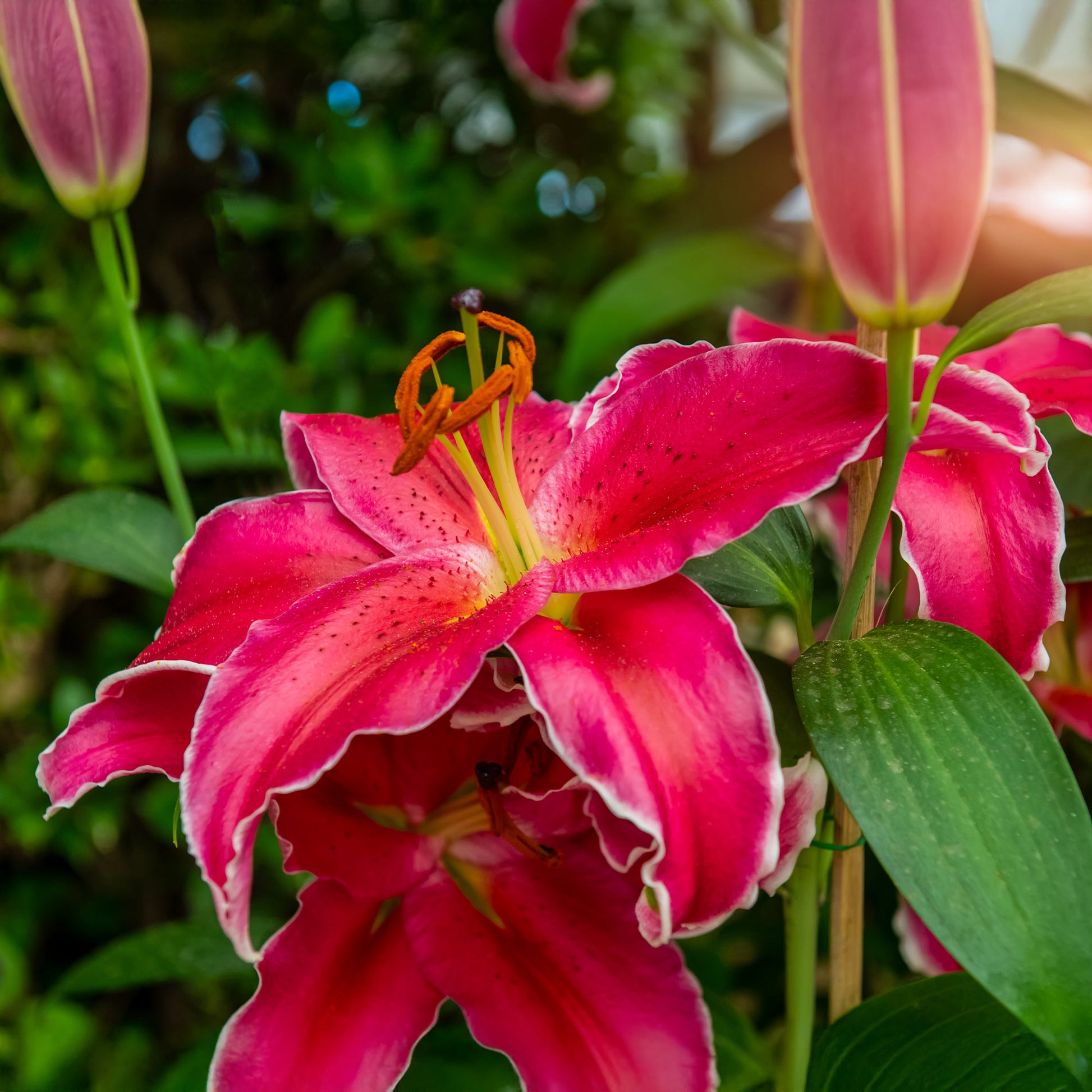 Lilie Gomera - Lillium Gomera - Bakker