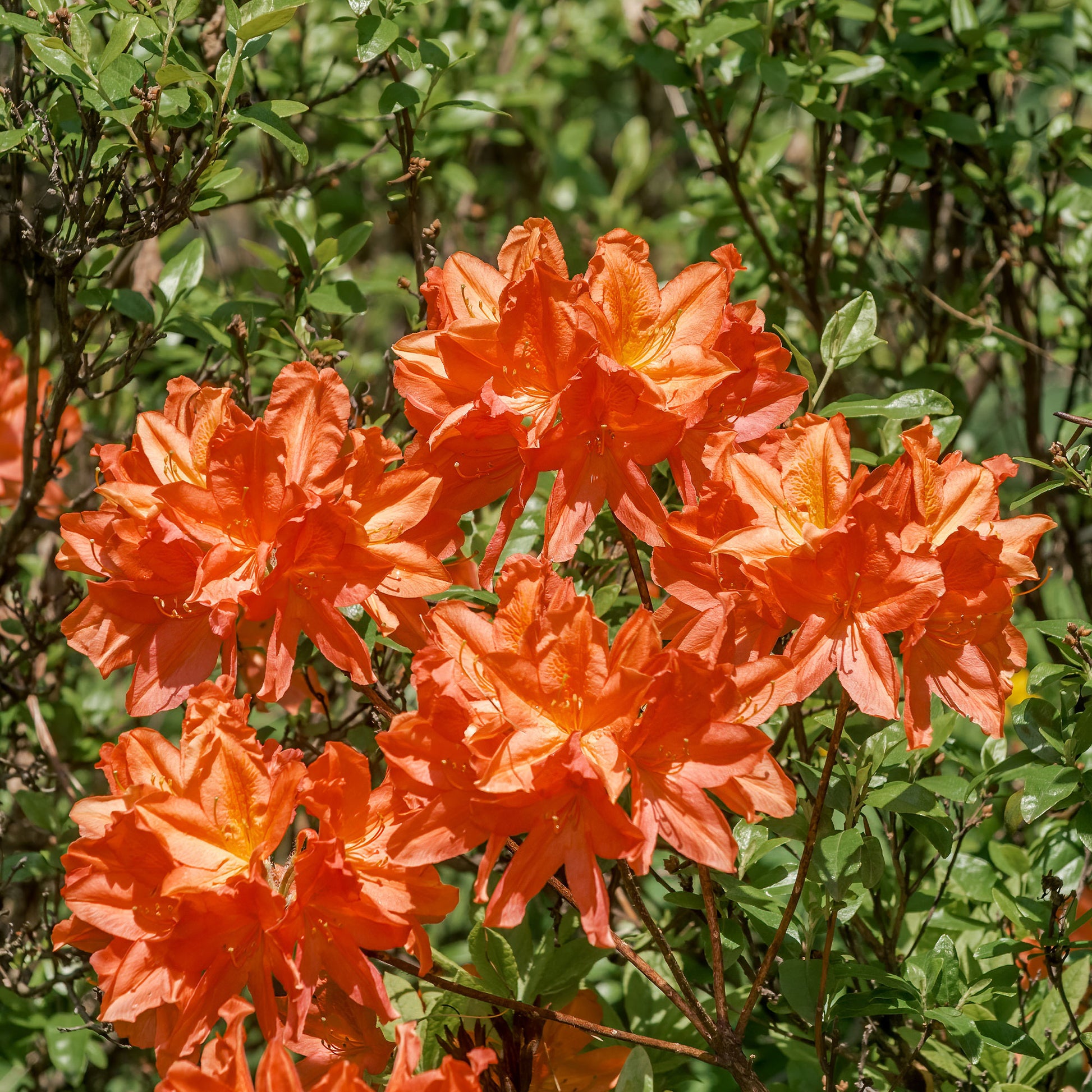 Azaleen - Sommergrüne Azalee 'Glowing Embers' - Rhododendron (Azalea) mollis Glowing Embers