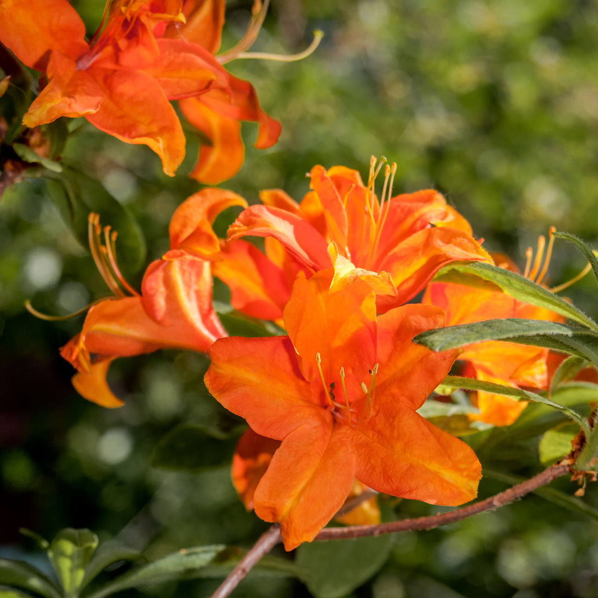 Sommergrüne Azalee 'Glowing Embers' - Bakker
