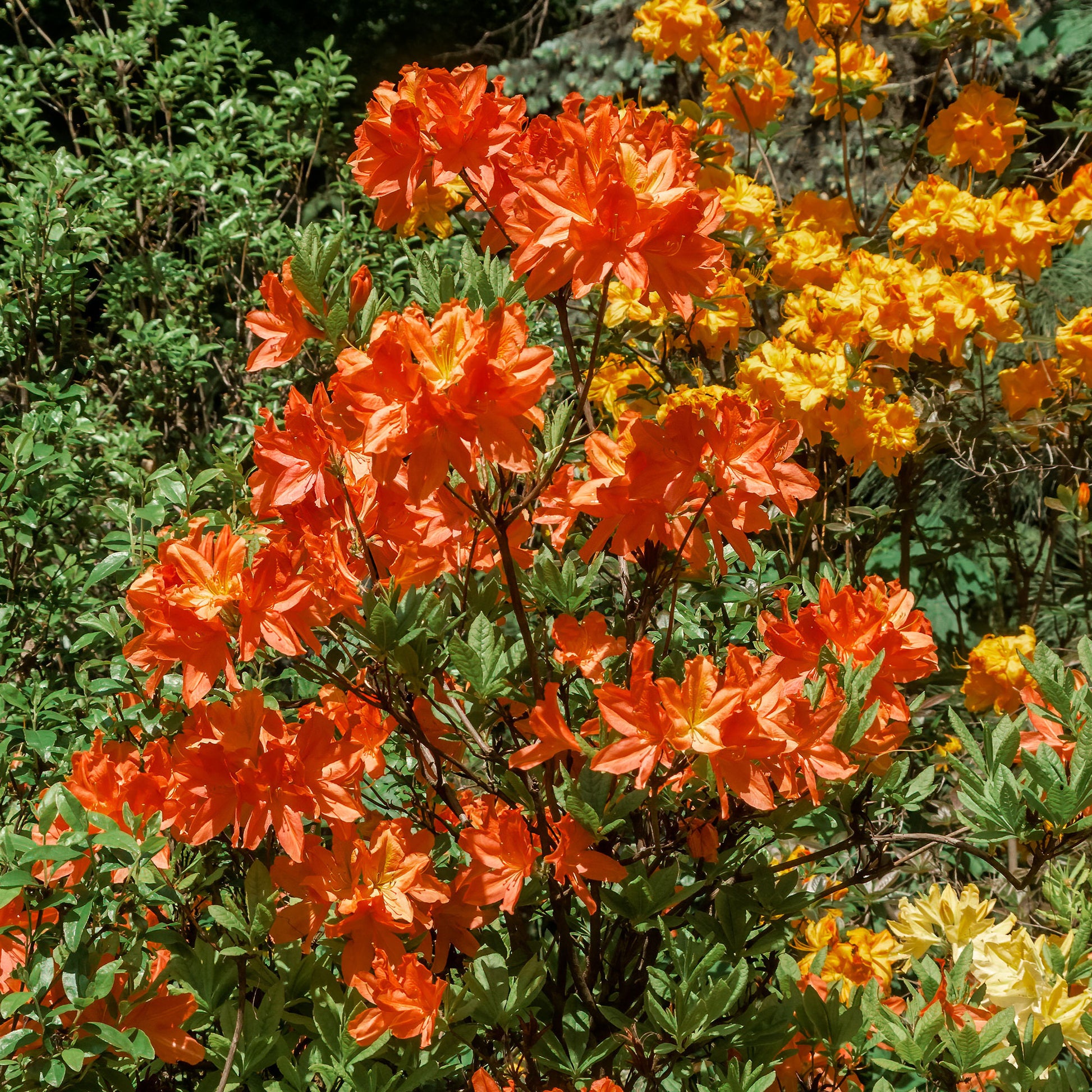 Sommergrüne Azalee 'Glowing Embers' - Rhododendron (Azalea) mollis Glowing Embers - Bakker