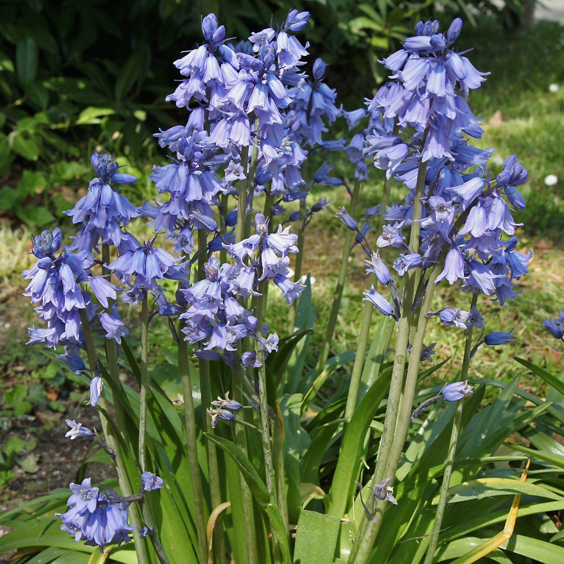 Hyazinthen-Zwiebeln - Blaues Spanisches Hasenglöckchen - Scilla Campunulata blue
