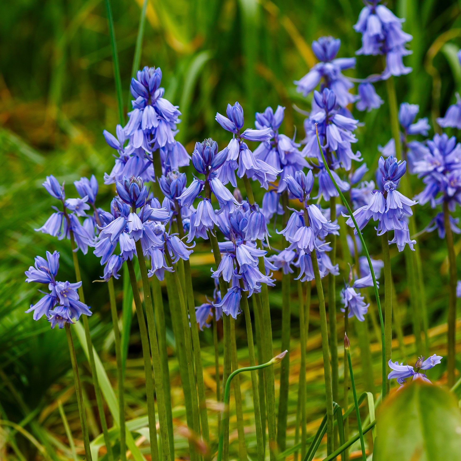 Blaues Spanisches Hasenglöckchen - Scilla Campunulata blue - Bakker