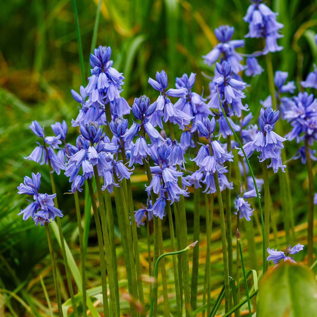Blaues Spanisches Hasenglöckchen - Scilla campanulata blue - Bakker