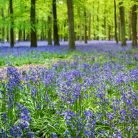 Scilla Campunulata blue - Blaues Spanisches Hasenglöckchen - Hyazinthen-Zwiebeln