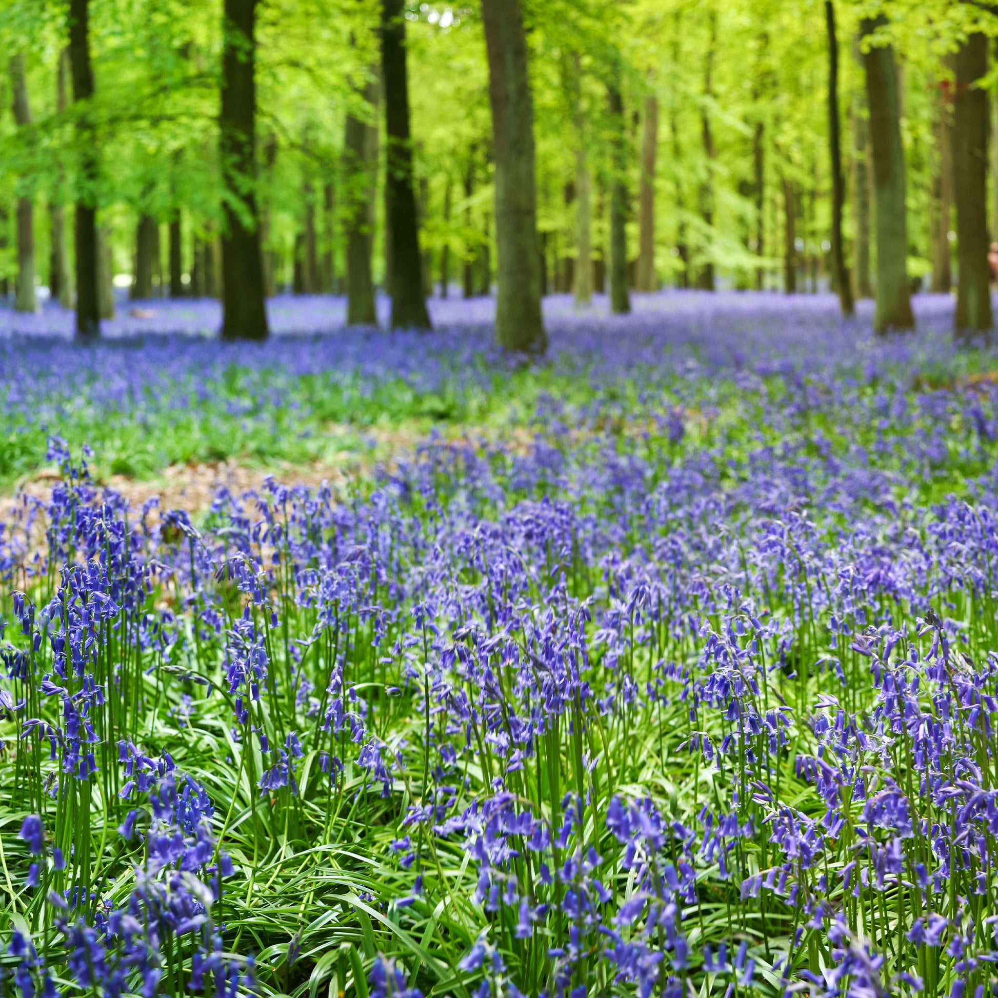 Scilla Campunulata blue - Blaues Spanisches Hasenglöckchen - Hyazinthen-Zwiebeln