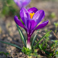 Krokus 'Flower Record' (x15) - Crocus vernus flower record - Bakker