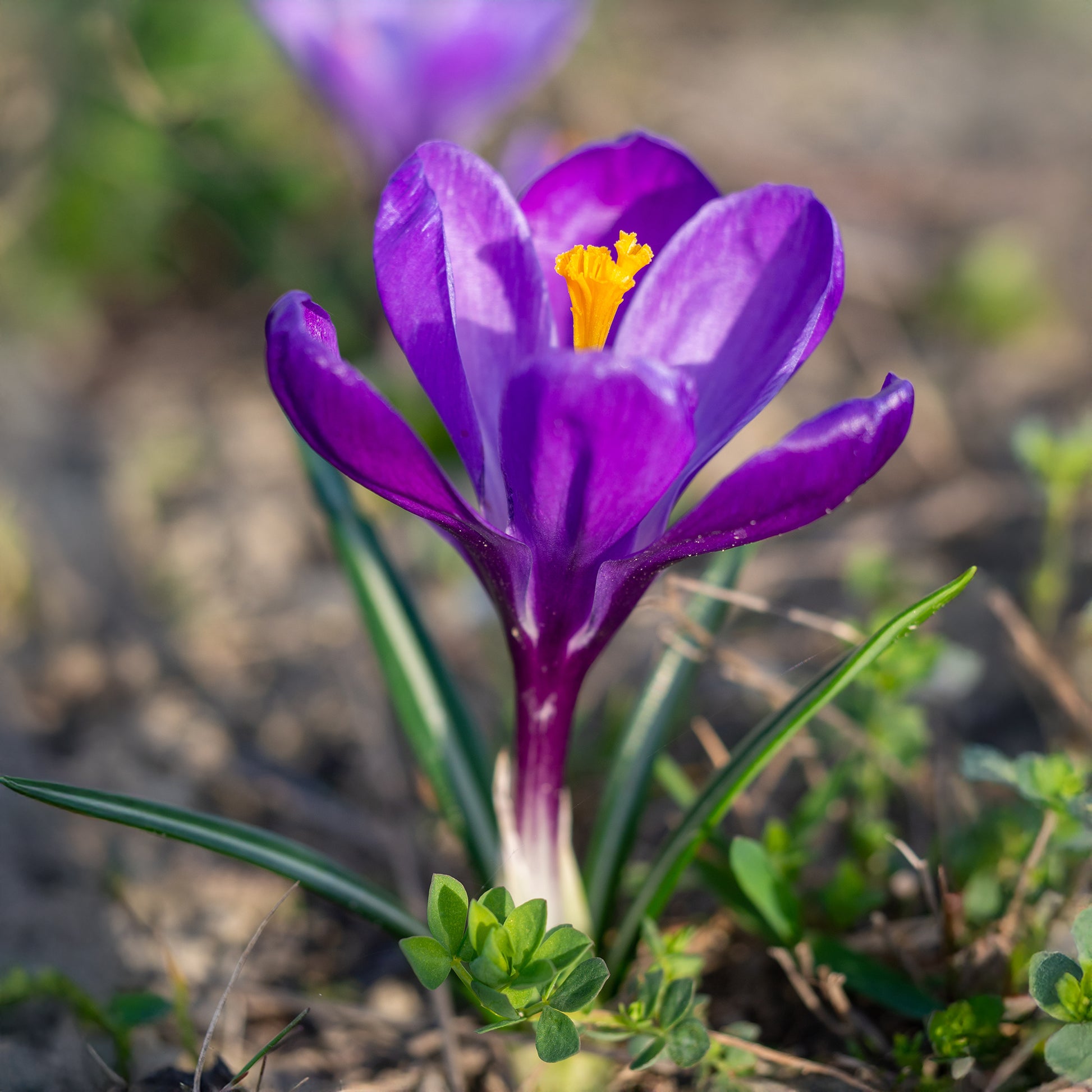 Krokus 'Flower Record' (x15) - Crocus vernus flower record - Bakker