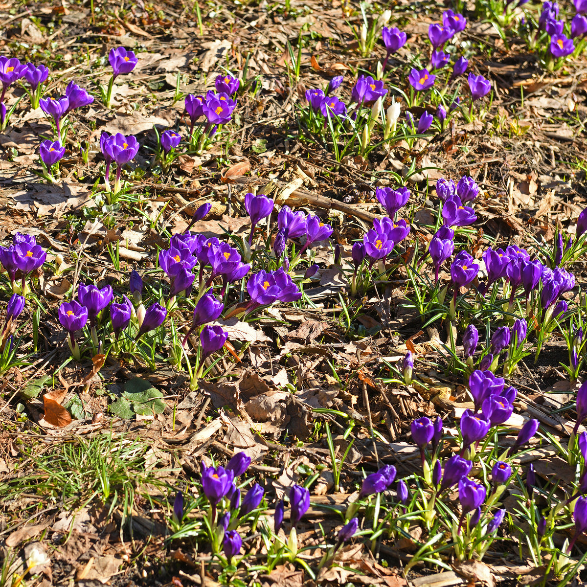 Krokus ‘Flower Record’ (x15) - Bakker