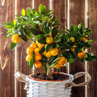 Verkauf Mandarinenbaum - Citrus reticulata