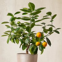 Verkauf Mandarinenbaum