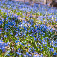 Sibirischer Blaustern - Scilla siberica - Bakker