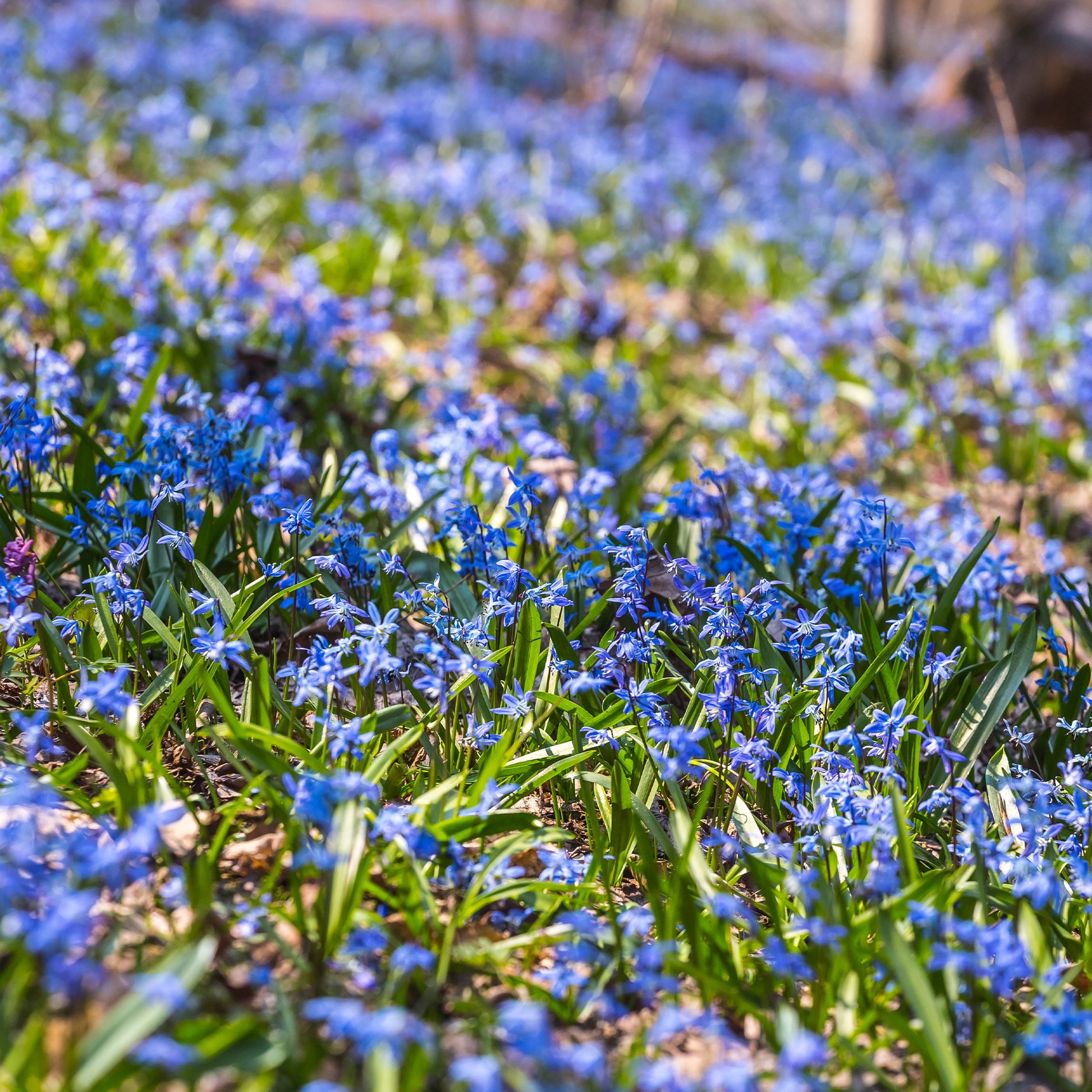 Sibirischer Blaustern - Scilla siberica - Bakker