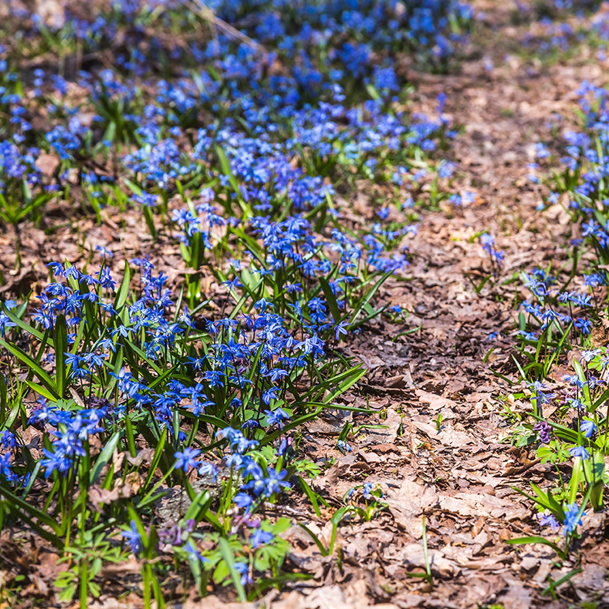 Scilla siberica - Sibirischer Blaustern - Frühlingszwiebeln