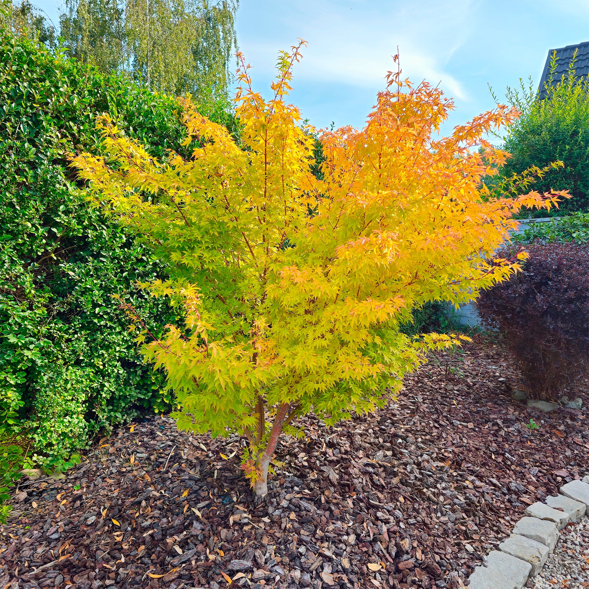 welcher dünger für fächerahorn Fächerahorn 'Orange Dream' - Acer palmatum orange dream