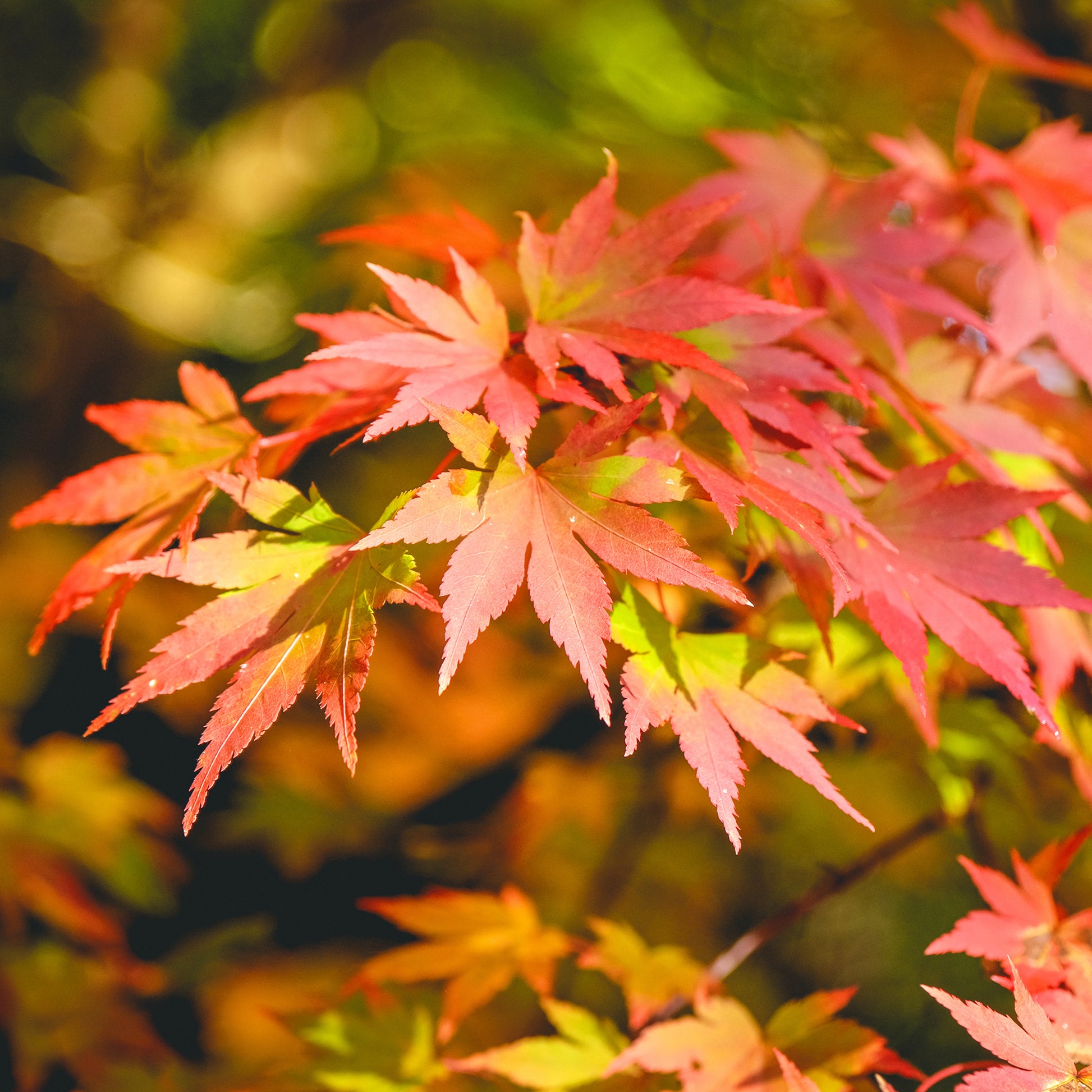 Verkauf Fächerahorn 'Orange Dream' - Acer palmatum orange dream