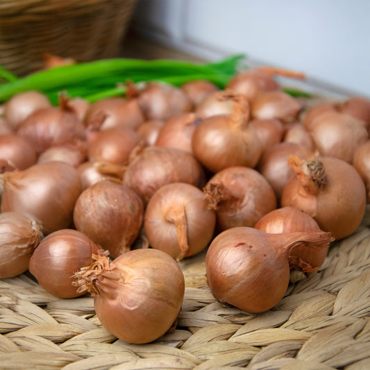 Rote Schalotte 'Red Sun' - Bakker