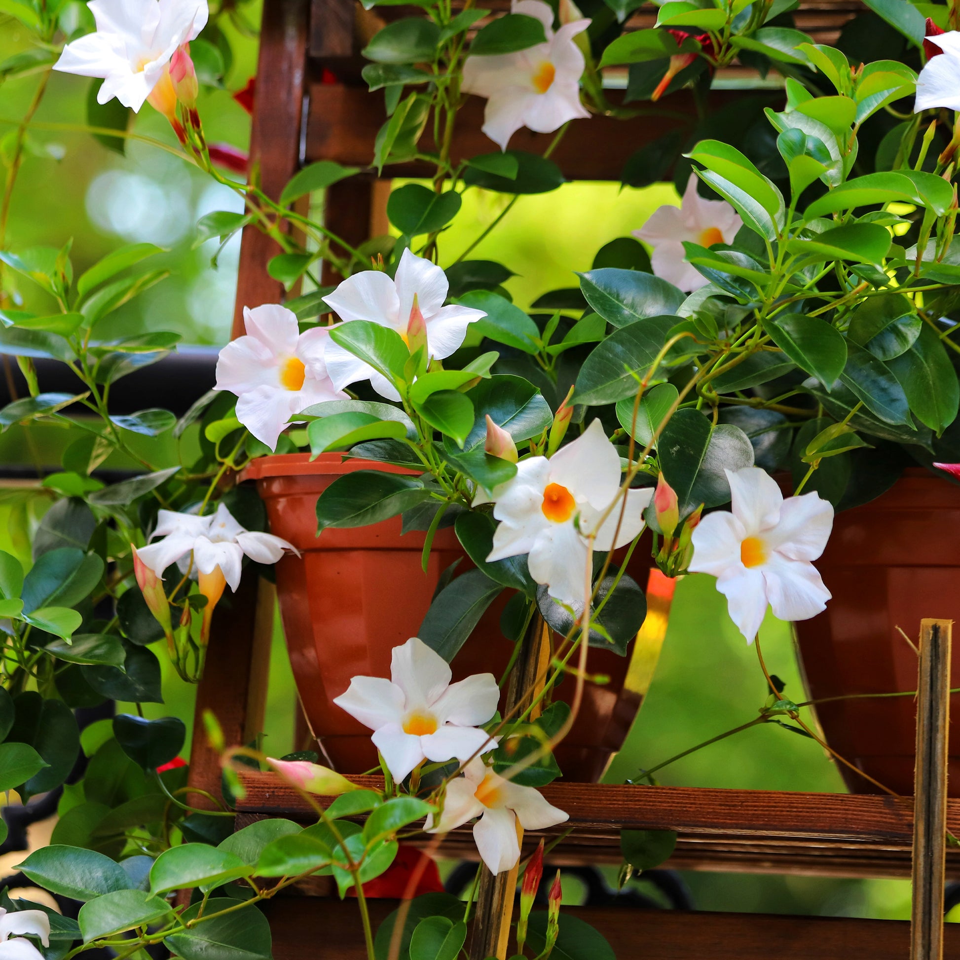 Dipladenie - Dipladenia - Bakker