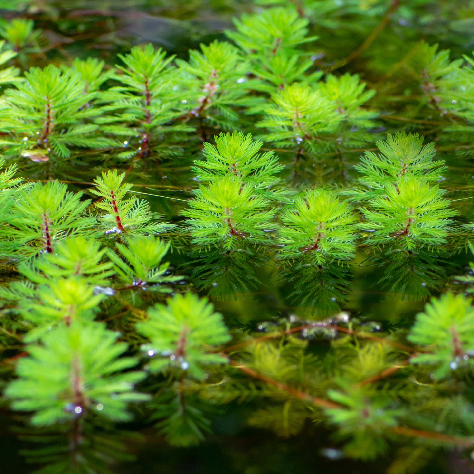 Myriophyllum rubricaule Red Stem - Wassermyrill Red Stem - Wasserpflanzen nach Teichtyp