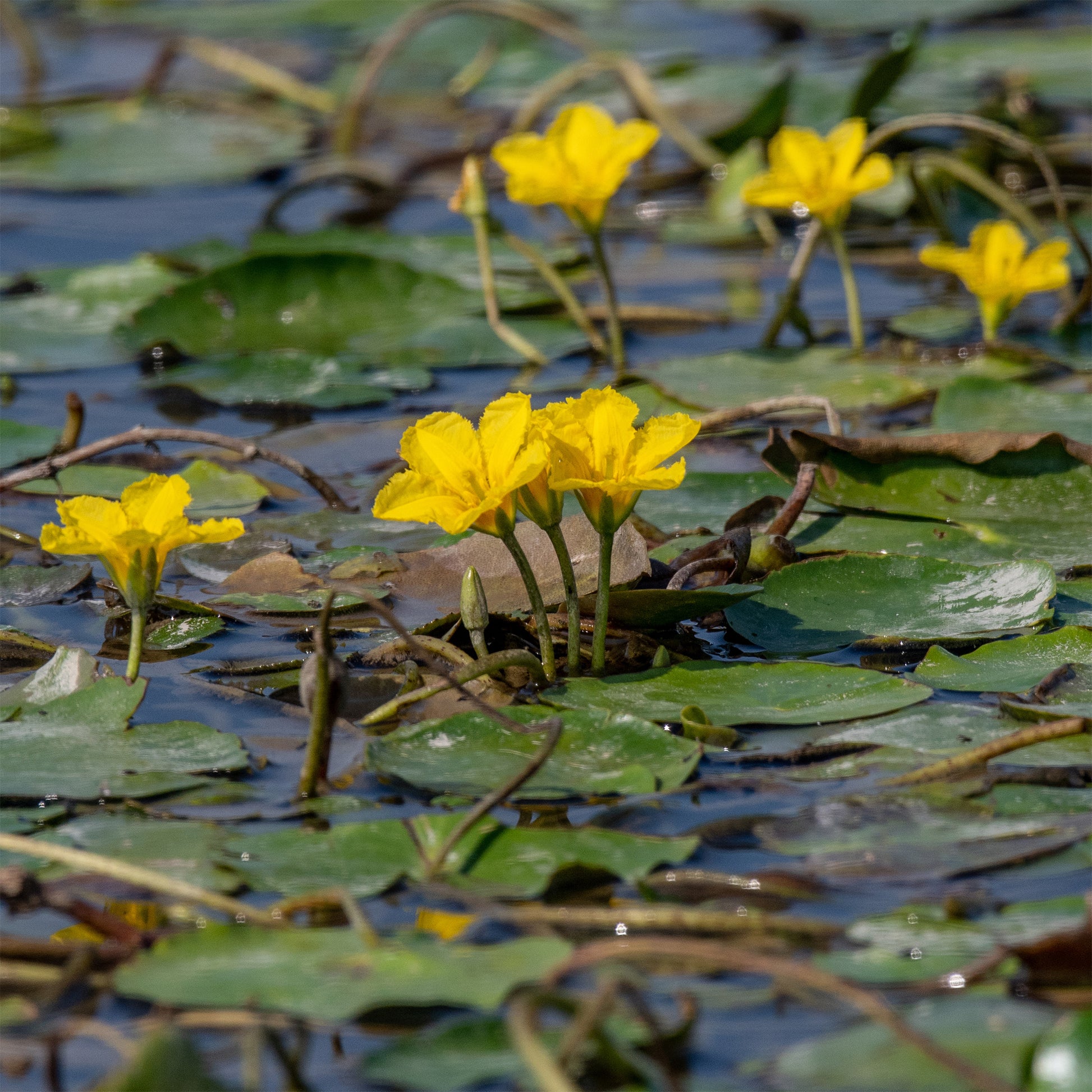 Verkauf Limnantheme Falsche Seerose - Nymphoides peltata