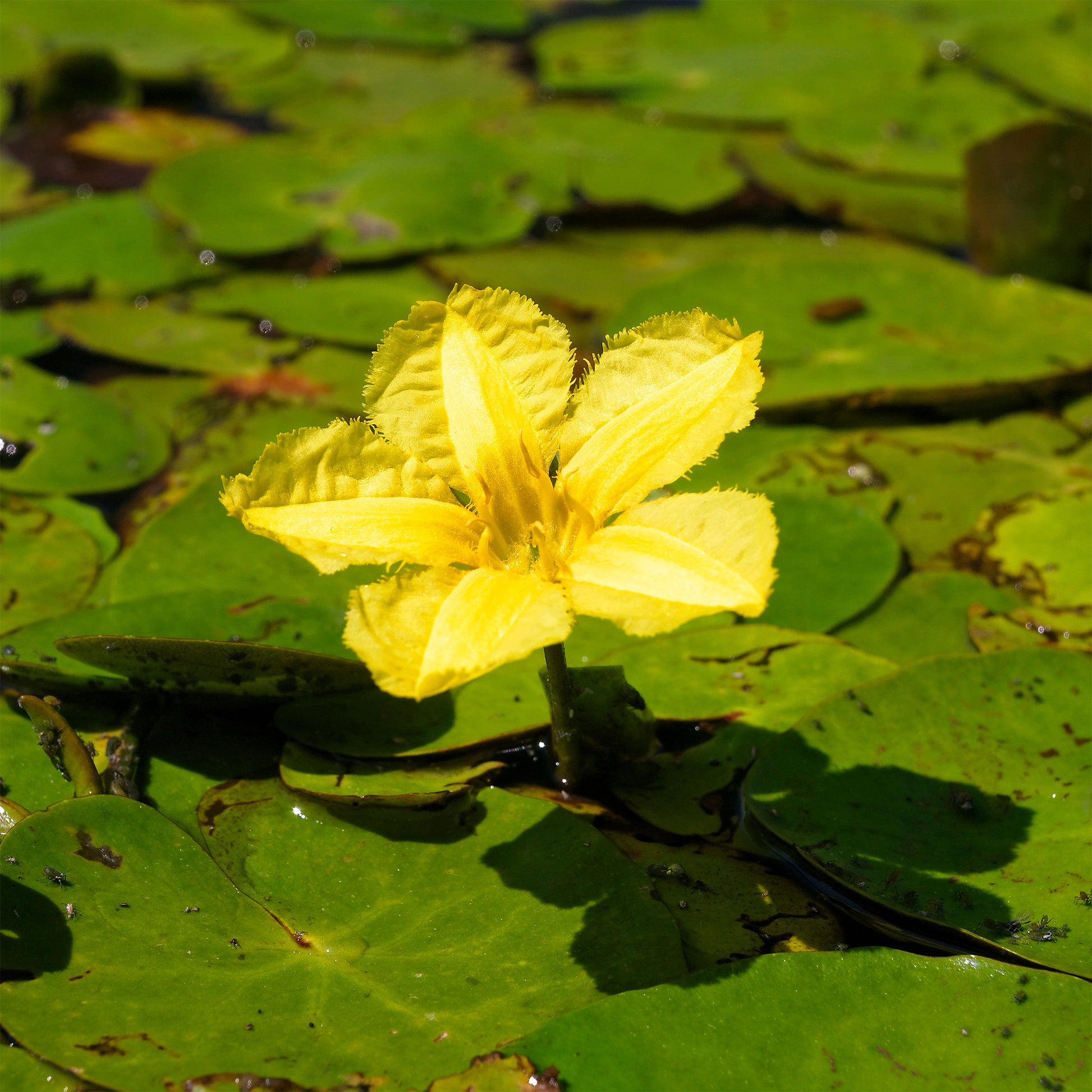 Verkauf Limnantheme Falsche Seerose