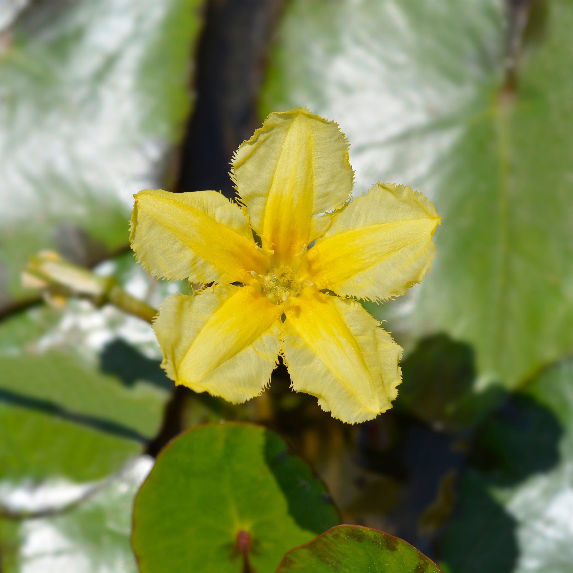 Limnantheme Falsche Seerose - Seerosen - Bakker