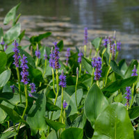 Herzblättrige Ponterdeie - Bakker