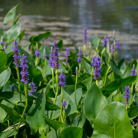 Herzblättrige Ponterdeie - Bakker