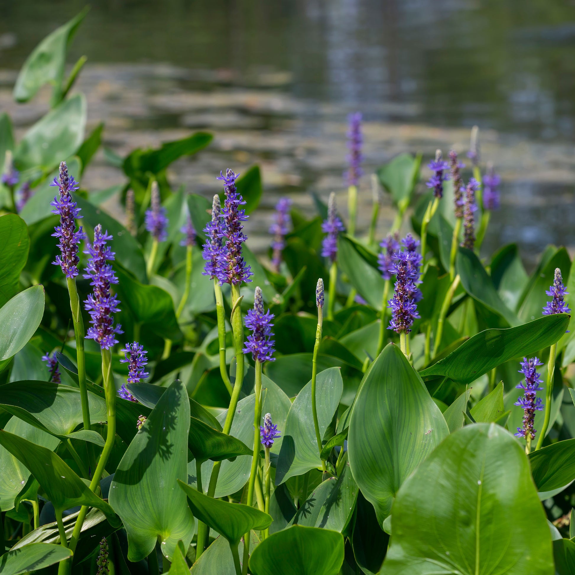 Herzblättrige Ponterdeie - Bakker