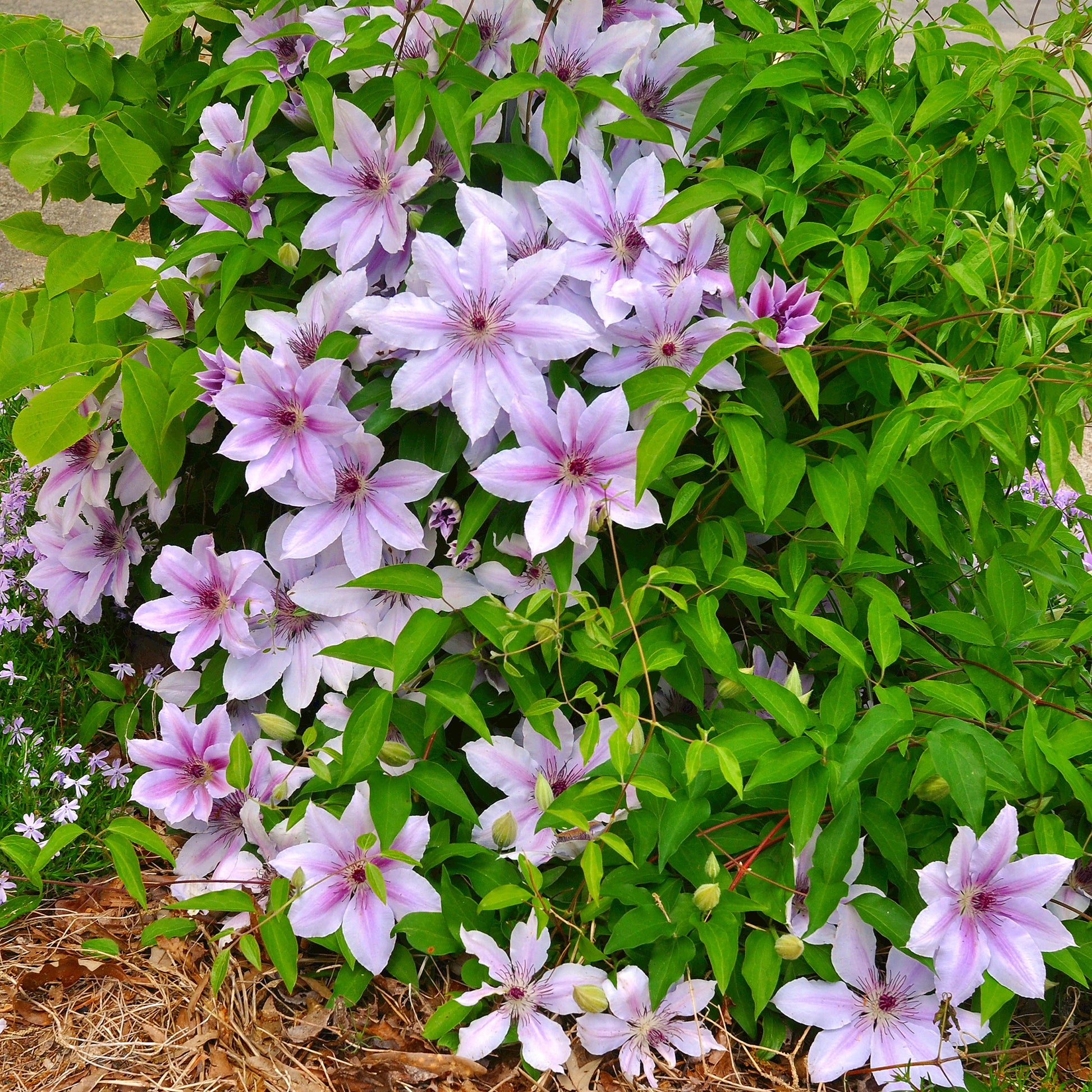 Verkauf Waldrebe 'Nelly Moser' - Clematis 'nelly moser'