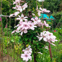 Waldrebe 'Nelly Moser' - Clematis 'nelly moser' - Bakker