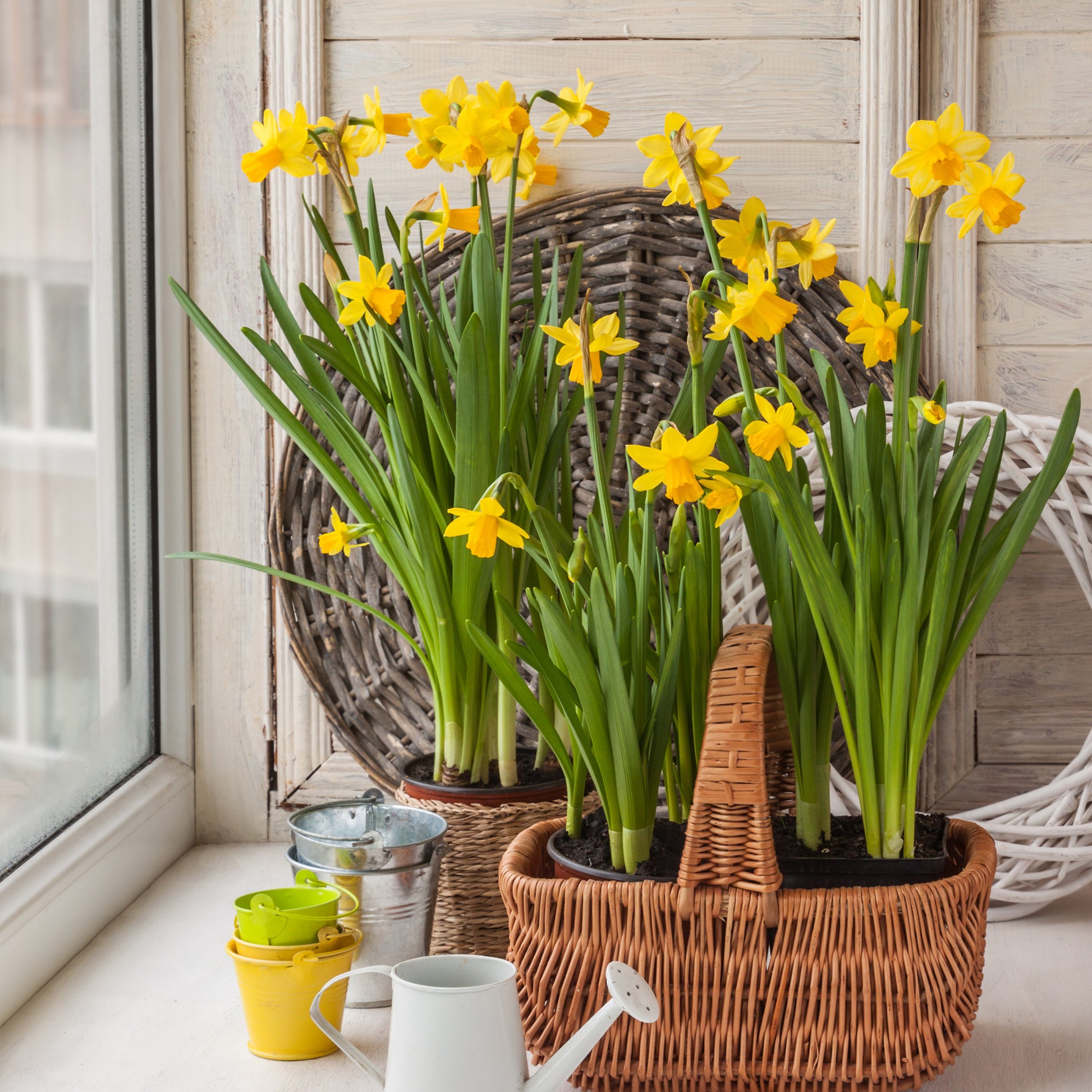 Narcissus cyclamineus Tête à Tête - Narzissen 'Tête-à-Tête' (x10) - Narzissen-Zwiebeln