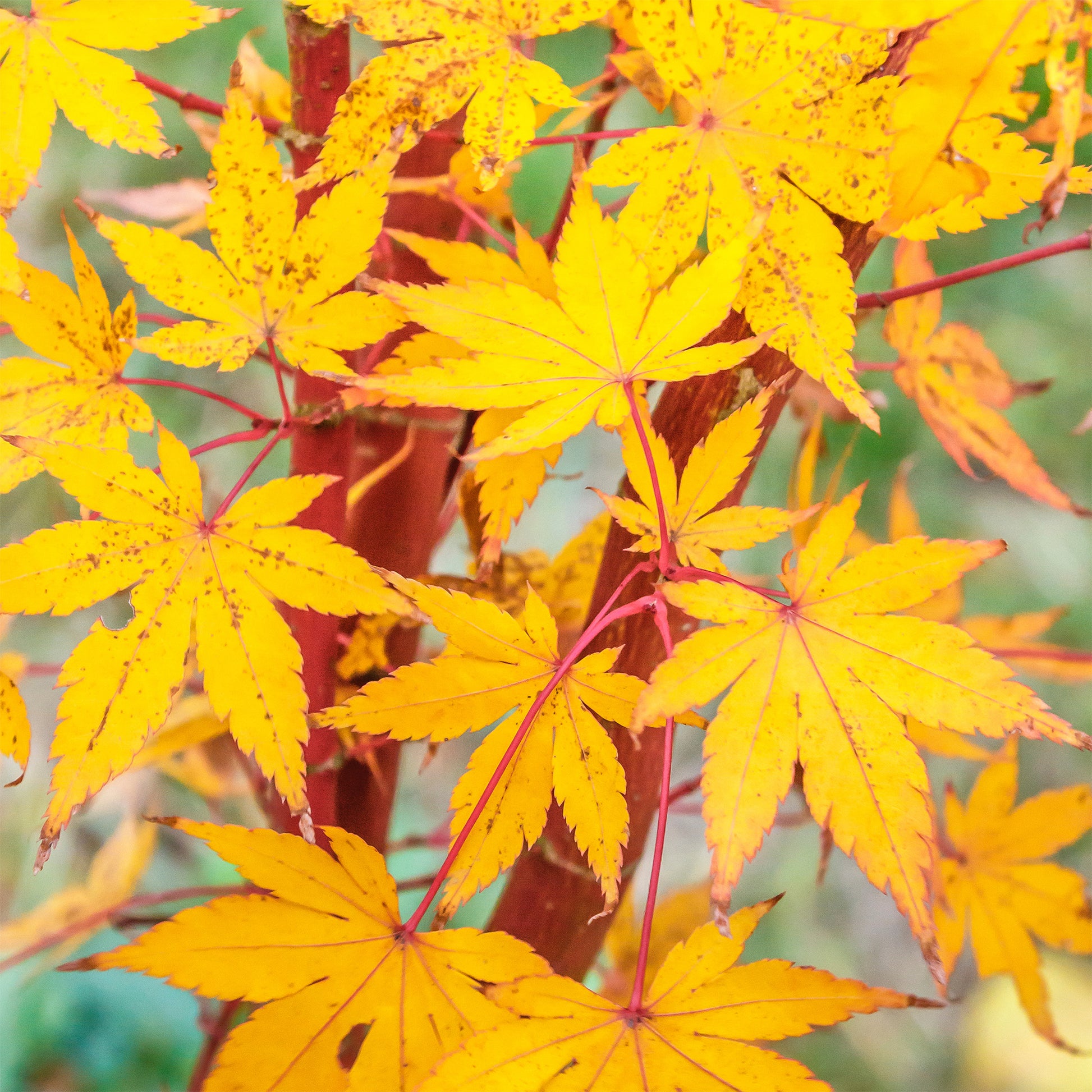 Acer palmatum Sangokaku - Japanischer Ahorn Sango-kaku - Japanischer Ahorn