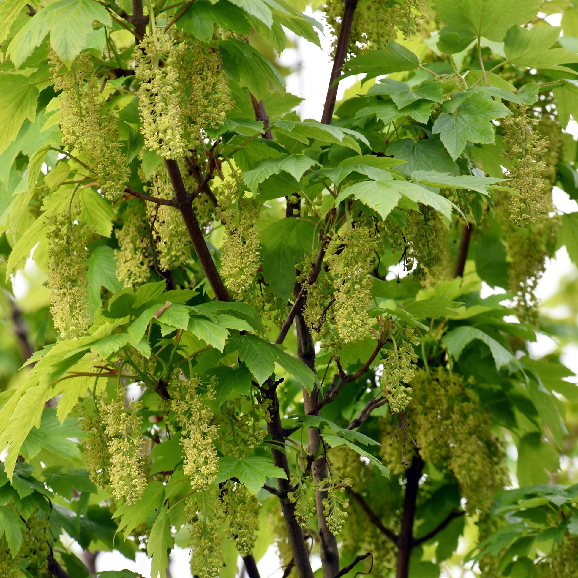 Bergahorn - Acer pseudoplatanus - Bakker