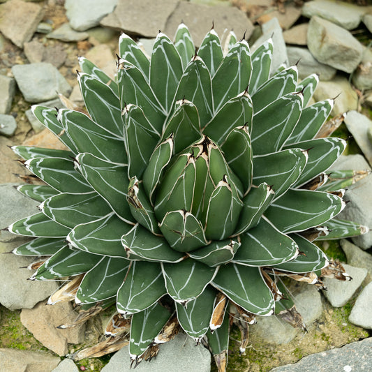 Königin-Victoria-Agave - Bakker