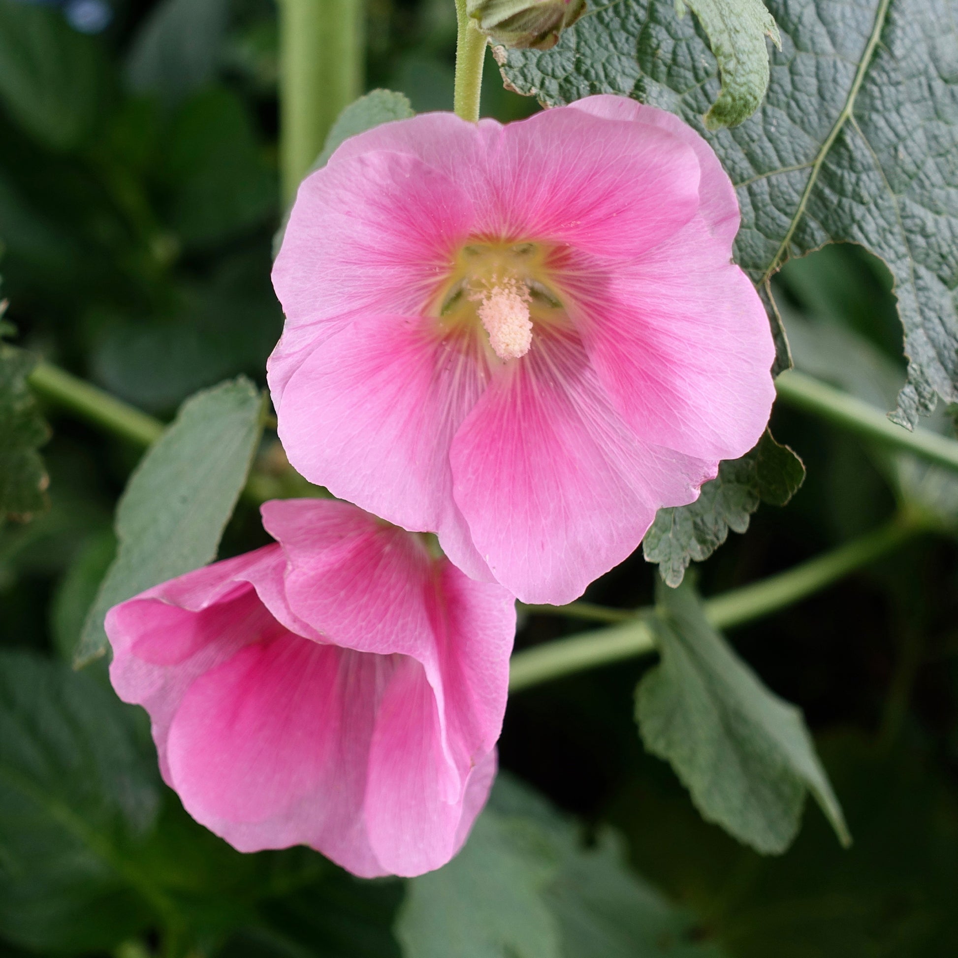 Stockrose - Alcea rosea - Bakker