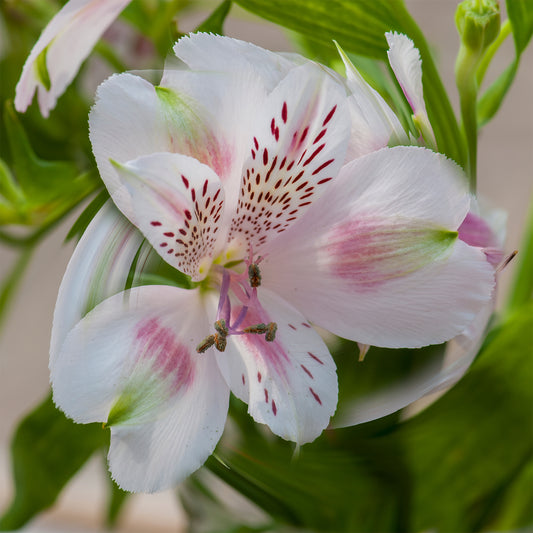 Inkalilie - Alstroemeria Herzog von Anjou Béatrice - Bakker