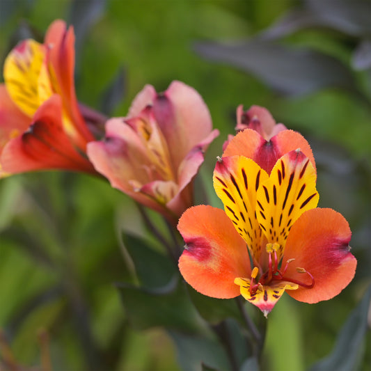 Inkalilie - Alstroemeria Majestic Brissac - Bakker