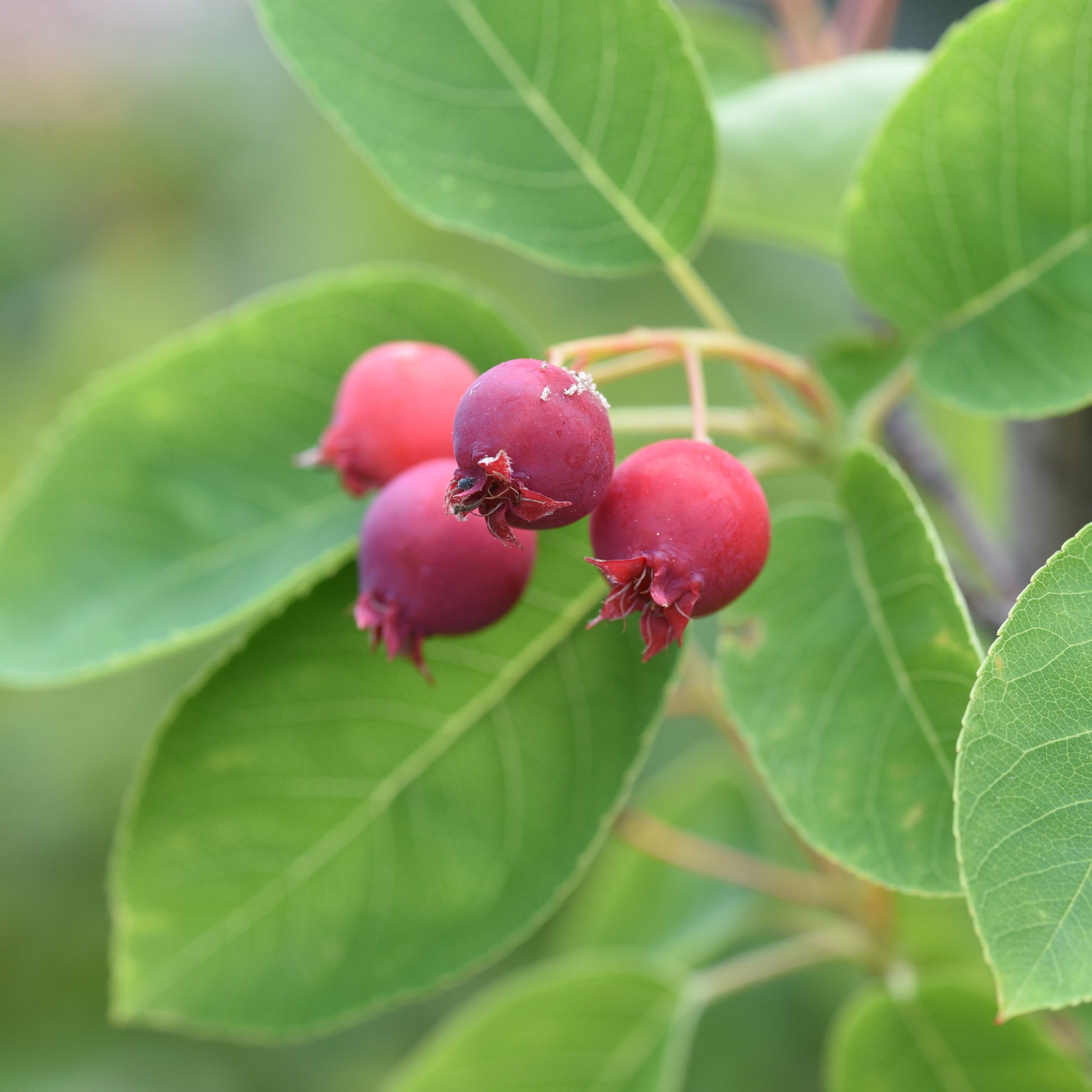 Blühende Sträucher - Kanadische Felsenbirne - Amelanchier canadensis