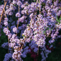 Schmetterlingsbaum mit wechselnden Blättern - Buddleja alternifolia - Bakker