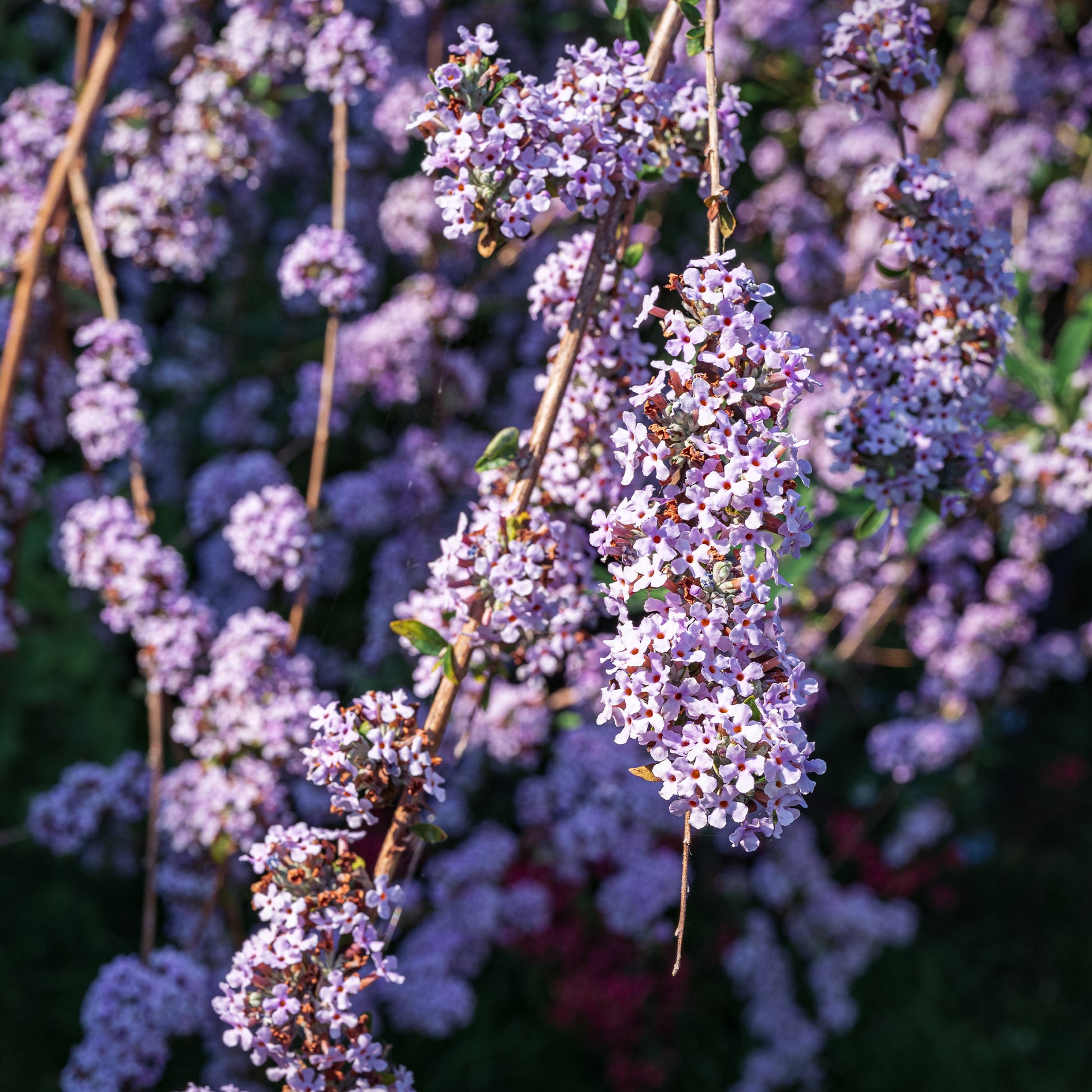 Schmetterlingsbaum mit wechselnden Blättern - Buddleja alternifolia - Bakker