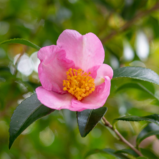 Herbst-Kamelie - Bakker